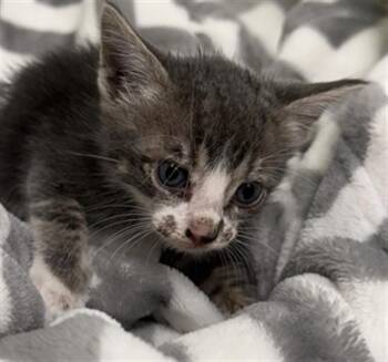 BILLY -  Domestic Short Hair Cat for Adoption in Rosenberg, Texas - BILLY | PetCurious