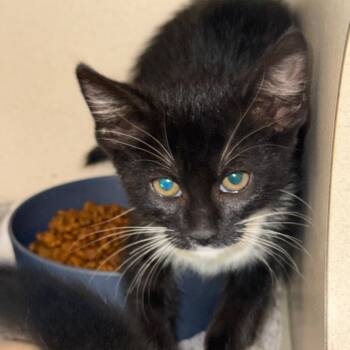 Clue (26-1U-2) -  Domestic Short Hair Cat for Adoption in Rifle, Colorado - Clue (26-1U-2) | PetCurious