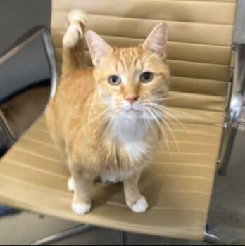 Domestic Short Hair Cats Available for Adoption in Morristown, New Jersey - Miracle | PetCurious
