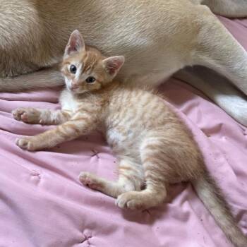 Typhon -  Domestic Short Hair Cat for Adoption in Brownsboro, Alabama - Typhon | PetCurious