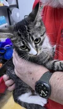 Boots -  Domestic Short Hair Cat for Adoption in St. Cloud, Minnesota - Boots | PetCurious