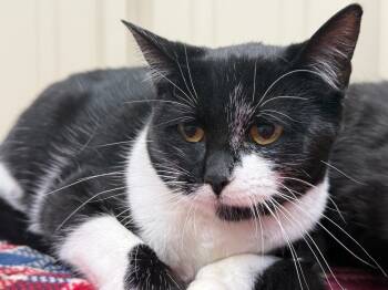 Rescue Domestic Short Hair Cats for Adoption in Saint Francisville, Louisiana - Pheobe | PetCurious