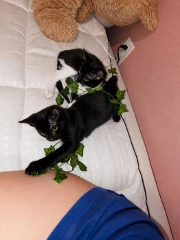 Roo -  Domestic Short Hair Cat for Adoption in Deltona, Florida - Roo | PetCurious