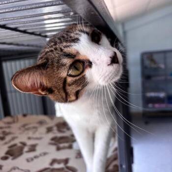 Sebastian (26-8034) -  Domestic Short Hair Cat for Adoption in Fort Smith, Arkansas - Sebastian (26-8034) | PetCurious