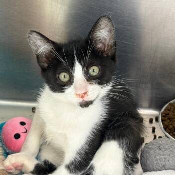 Lieutenant Dan FKA Imogen kitten 2 -  Domestic Short Hair Cat for Adoption in Leander, Texas - Lieutenant Dan FKA Imogen Kitten 2 | PetCurious
