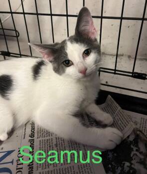 Seamus -  Domestic Short Hair Cat for Adoption in Princeton, Indiana - Seamus | PetCurious