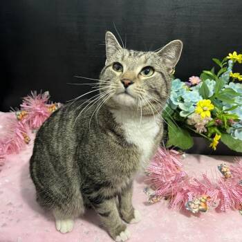 Tabby and Domestic Short Hair Cats Available for Adoption - Charlee | PetCurious