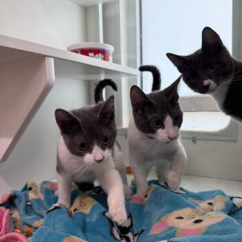 Dream -  Domestic Short Hair Cat for Adoption in Branford, Connecticut - Dream | PetCurious