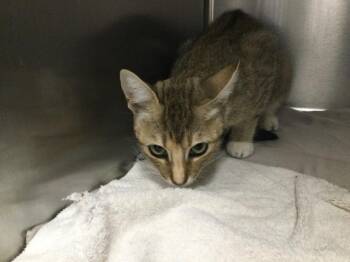 BABY BOO -  Domestic Short Hair Cat for Adoption in Thousand Palms, California - BABY BOO | PetCurious