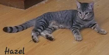 Hazel -  Domestic Medium Hair and Tabby Cat for Adoption in Tucson, Arizona - Hazel | PetCurious