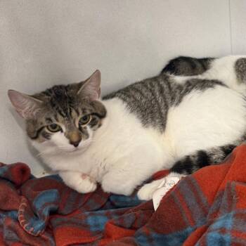 Sunny ARC2026-577 -  American Shorthair Cat for Adoption in Akron, New York - Sunny ARC2026-577 | PetCurious