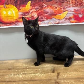 Rescue Domestic Short Hair Cats for Adoption in Normal, Illinois - Onyx | PetCurious