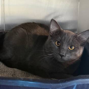 Domestic Short Hair Cats Available for Adoption in Cedaredge, Colorado - Quincy | PetCurious