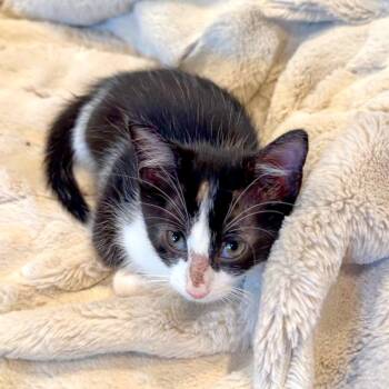 Tom Tom 23 -  Domestic Short Hair Cat for Adoption in Austin, Texas - Tom Tom 23 | PetCurious