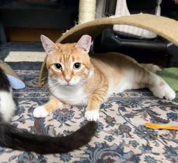 Rescue Domestic Short Hair Cats for Adoption in Syosset, New York - Finley | PetCurious