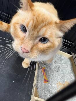 Sanji -  Domestic Short Hair Cat for Adoption in Calgary, Alberta - Sanji | PetCurious