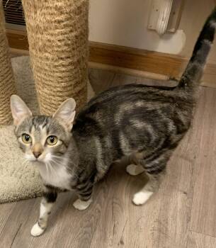 Rescue Domestic Short Hair Cats for Adoption in Milwaukee, Wisconsin - Deirdre25 | PetCurious