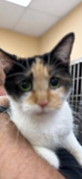 Rescue Domestic Short Hair Cats for Adoption in Camp Hill, Pennsylvania - Annabella | PetCurious