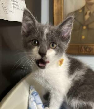 Domestic Medium Hair Cats Available for Adoption in Bolivar, Missouri - Tilapia | PetCurious