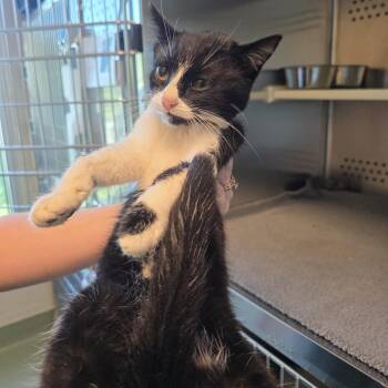 Claire A. Voyant -  Domestic Short Hair Cat for Adoption in Norman, Oklahoma - Claire A. Voyant | PetCurious