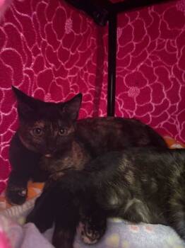 Rescue Domestic Short Hair Cats for Adoption in Bothell, Washington - Tootsie Roll | PetCurious