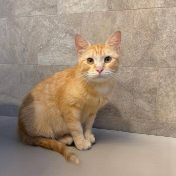 Marmalade -  Domestic Short Hair Cat for Adoption in Mastic, New York - Marmalade | PetCurious