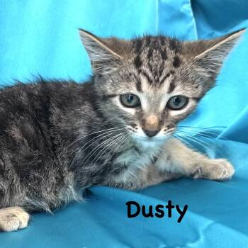 Dusty -s -  Domestic Medium Hair Cat for Adoption in Sequatchie, Tennessee - Dusty -s | PetCurious