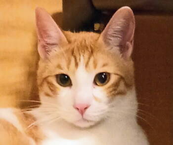 Rescue Domestic Short Hair Cats for Adoption in Herndon, Virginia - Sunset | PetCurious