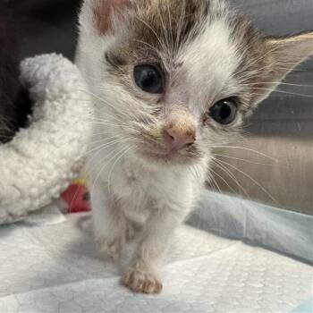 Gumball -  Domestic Short Hair Cat for Adoption in Bentonville, Arkansas - Gumball | PetCurious