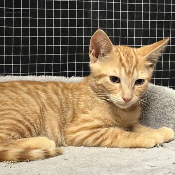 Lautaro -  Tabby and Domestic Short Hair Cat for Adoption in Columbia, South Carolina - Lautaro | PetCurious
