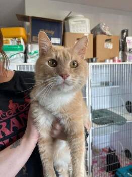 Domestic Medium Hair Cats Available for Adoption in Bolivar, Missouri - Popcorn | PetCurious