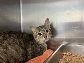 Rescue Domestic Short Hair Cats for Adoption in Winchester, Virginia - Pipsqueak | PetCurious