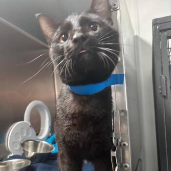 Domestic Short Hair Cats Available for Adoption - Fergus | PetCurious