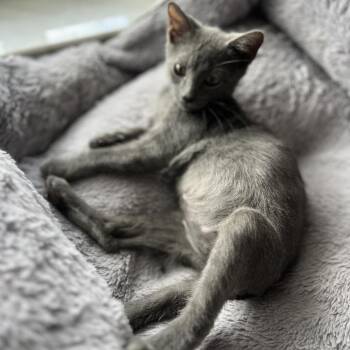 Vorhees -  Domestic Short Hair Cat for Adoption in Sunrise, Florida - Vorhees | PetCurious