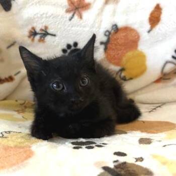 Bed Bug -  Domestic Short Hair Cat for Adoption in Phoenix, Arizona - Bed Bug | PetCurious