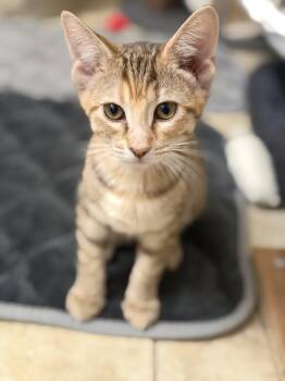 Mochi -  Domestic Short Hair Cat for Adoption in Crossville, Tennessee - Mochi | PetCurious