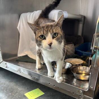 Domestic Short Hair Cats Available for Adoption - Melvin | PetCurious