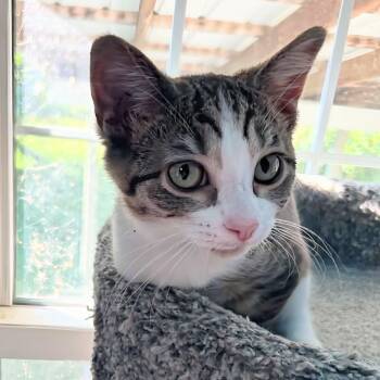 Gingham -  Domestic Short Hair Cat for Adoption - Gingham | PetCurious