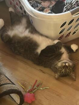 Domestic Short Hair and Tabby Cats Available for Adoption in Macedonia, Ohio - Luna And Max Bonded | PetCurious