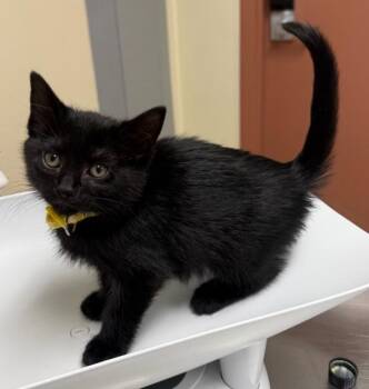 Sabine -  Domestic Short Hair Cat for Adoption in Black Eagle, Montana - Sabine | PetCurious