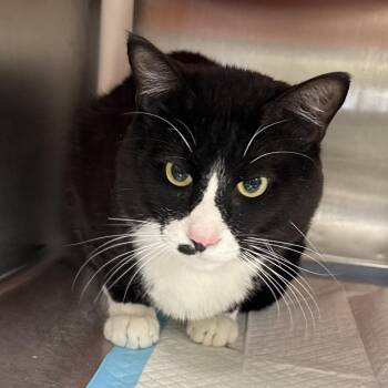 Johnny -  Domestic Short Hair Cat for Adoption in Salt Lake City, Utah - Johnny | PetCurious