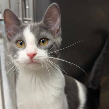 Rachel -  Domestic Short Hair Cat for Adoption in Exeter, Rhode Island - Rachel | PetCurious