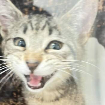 kamikaze -  Domestic Short Hair Cat for Adoption in Philadelphia, Pennsylvania - Kamikaze | PetCurious