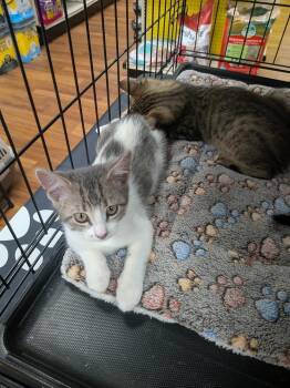 Domestic Medium Hair Cats Available for Adoption in St. Cloud, Florida - Dash | PetCurious
