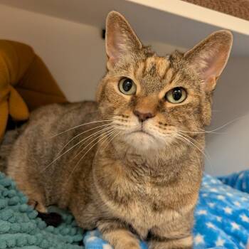 Sweet Spice -  Domestic Short Hair and Mixed Breed Cat for Adoption in Philadelphia, Pennsylvania - Sweet Spice | PetCurious