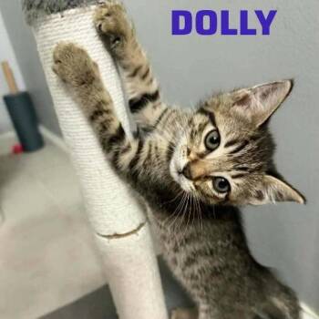 Domestic Short Hair Cats Available for Adoption - Willow | PetCurious