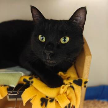 Odin -  Domestic Short Hair and American Shorthair Cat for Adoption in Cumming, Georgia - Odin | PetCurious