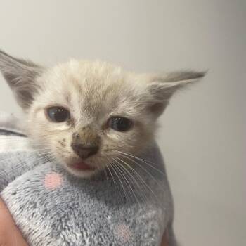 Odysseus -  Domestic Short Hair Cat for Adoption in Lakewood, California - Odysseus | PetCurious