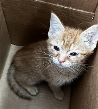 Domestic Short Hair Cats Available for Adoption in Dallas, Texas - WAFFLE | PetCurious