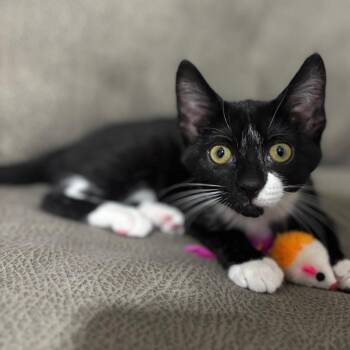 Ellie Mae -  Domestic Short Hair Cat for Adoption in Marshalltown, Iowa - Ellie Mae | PetCurious